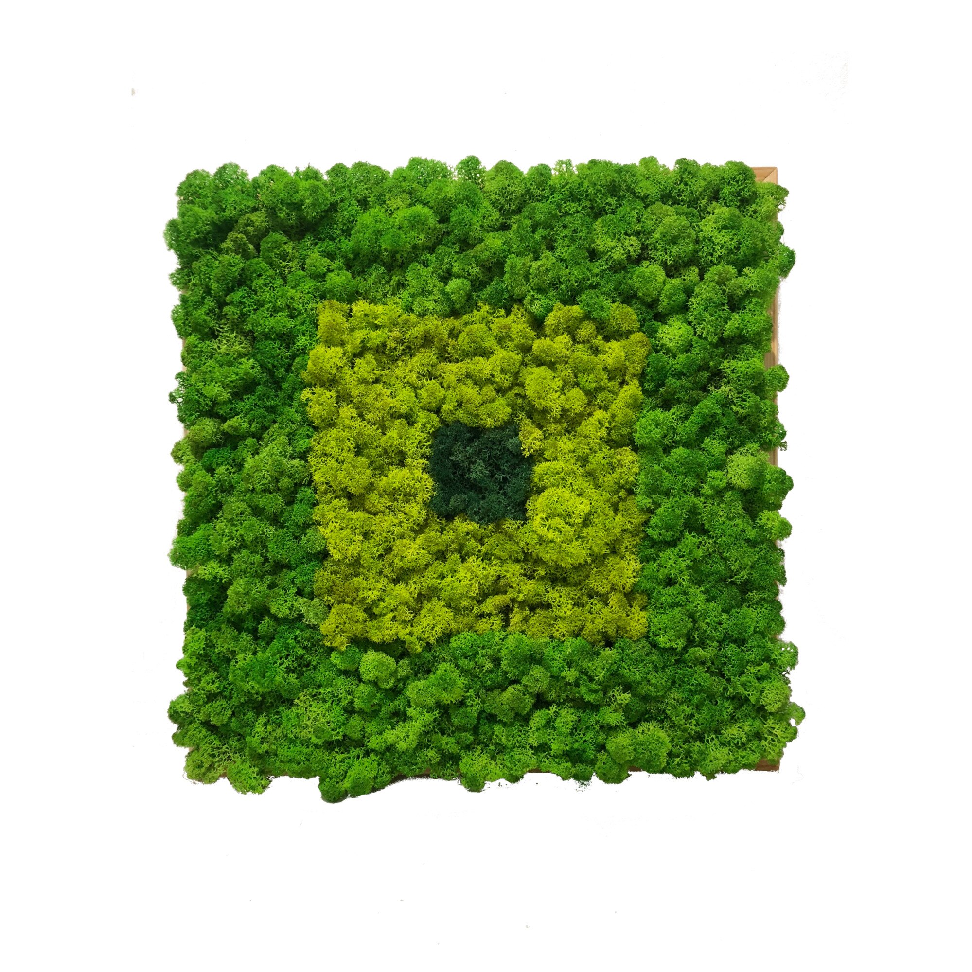Tablou licheni decorativi, Arta Verde, 43x43cm, rama lemn